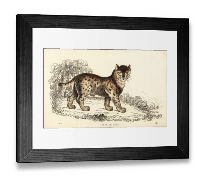 Framed Print : Siberian lynx, Lynx lynx wrangeli (Felis lynx) Framed Print : Siberian lynx, Lynx lynx wrangeli (Felis lynx)