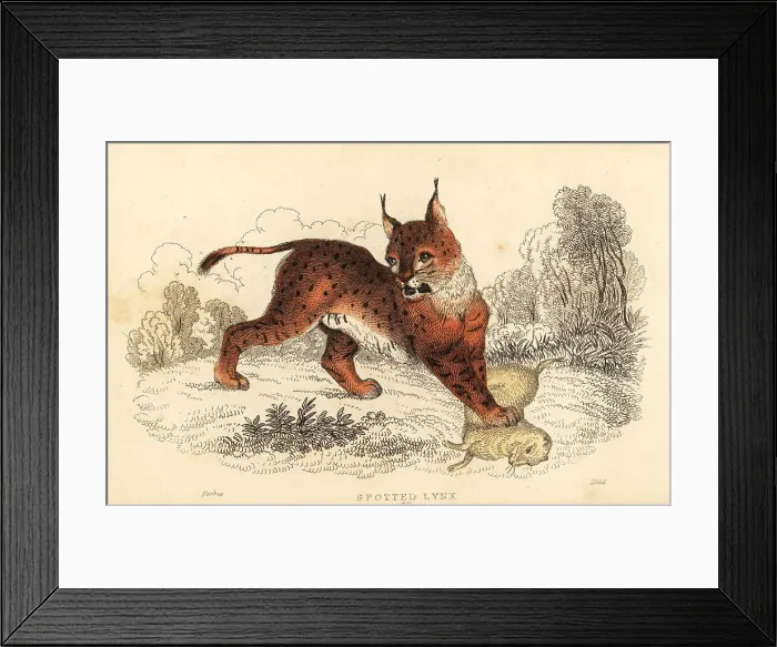 Framed Print : Eurasian lynx, Lynx lynx Framed Print : Eurasian lynx, Lynx lynx