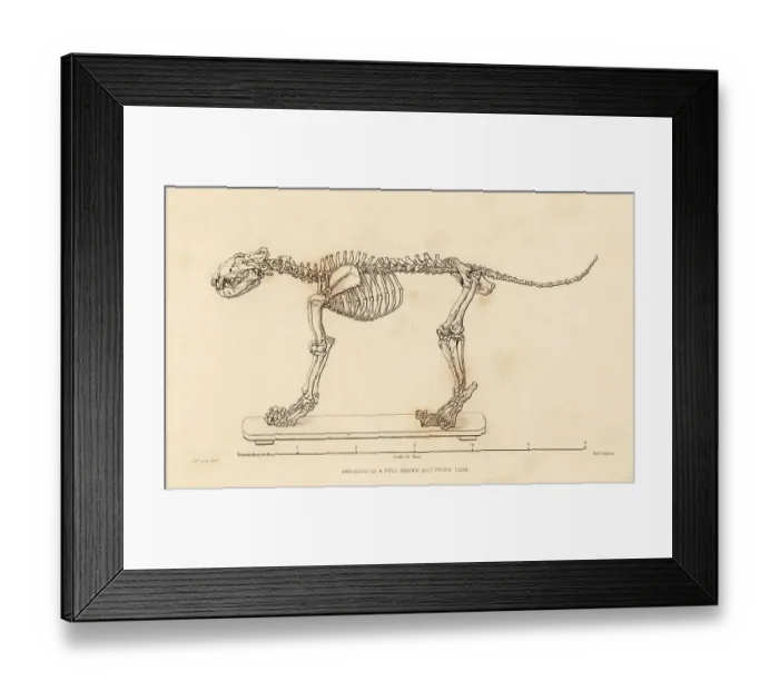 Framed Print : Skeleton of a full grown young lion, Panthera leo Framed Print : Skeleton of a full grown young lion, Panthera leo