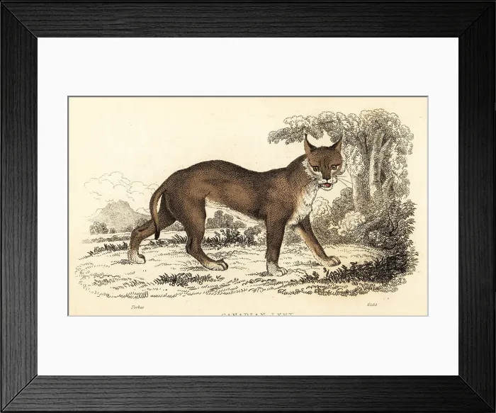 Framed Print : Canadian lynx, Lynx canadensis Framed Print : Canadian lynx, Lynx canadensis