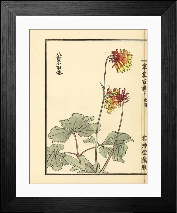Framed Print : Granny's bonnet or yae-odamaki, Aquilegia vulgaris variety Framed Print : Granny's bonnet or yae-odamaki, Aquilegia vulgaris variety