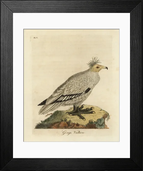 Framed Print : Egyptian vulture, Neophron percnopterus ginginianus Framed Print : Egyptian vulture, Neophron percnopterus ginginianus