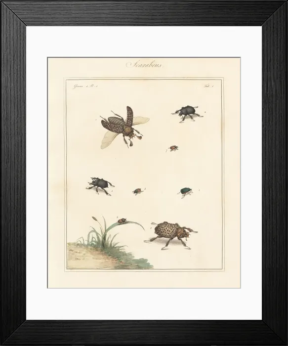 Framed Print : Scarab, minotaur, dung beetles, etc Framed Print : Scarab, minotaur, dung beetles, etc