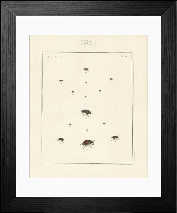 Framed Print : Carrion beetle, sap-feeding beetle, burying beetle, etc Framed Print : Carrion beetle, sap-feeding beetle, burying beetle, etc