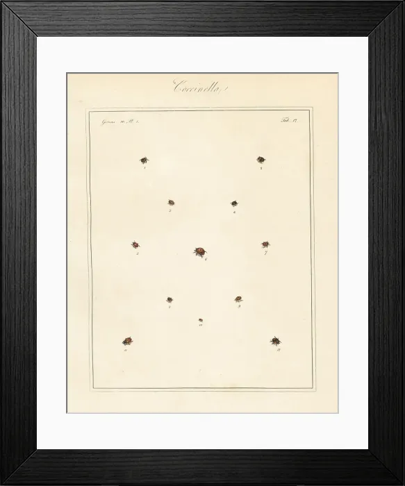 Framed Print : Species of ladybirds or ladybugs Framed Print : Species of ladybirds or ladybugs