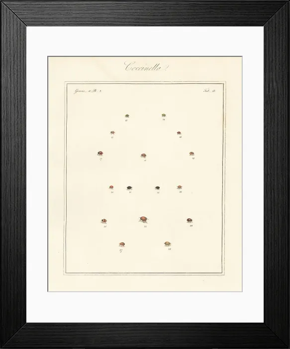 Framed Print : Species of ladybirds or ladybugs Framed Print : Species of ladybirds or ladybugs