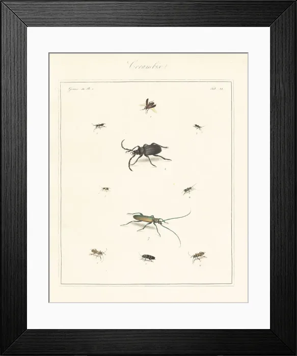 Framed Print : Old house borer, tanner beetle, longhorn, etc Framed Print : Old house borer, tanner beetle, longhorn, etc