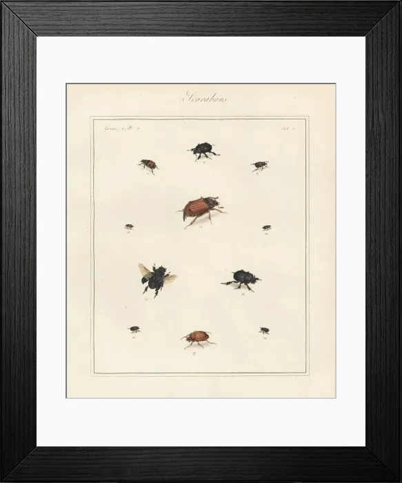 Framed Print : Spring dumbledor, bee beetle, cockchafer maybeetle, etc Framed Print : Spring dumbledor, bee beetle, cockchafer maybeetle, etc