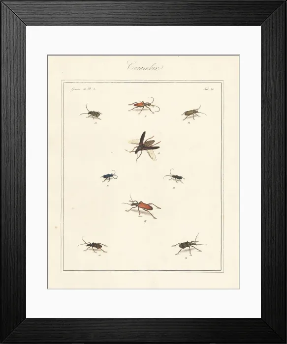 Framed Print : Longhorn, old house borer, violet tanbark beetle, etc Framed Print : Longhorn, old house borer, violet tanbark beetle, etc