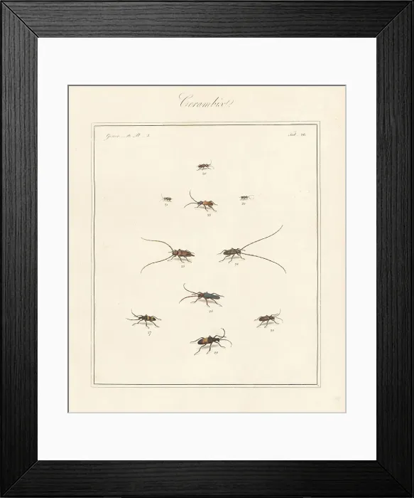 Framed Print : Violet tanbark, timberman, longhorn beetles, etc Framed Print : Violet tanbark, timberman, longhorn beetles, etc