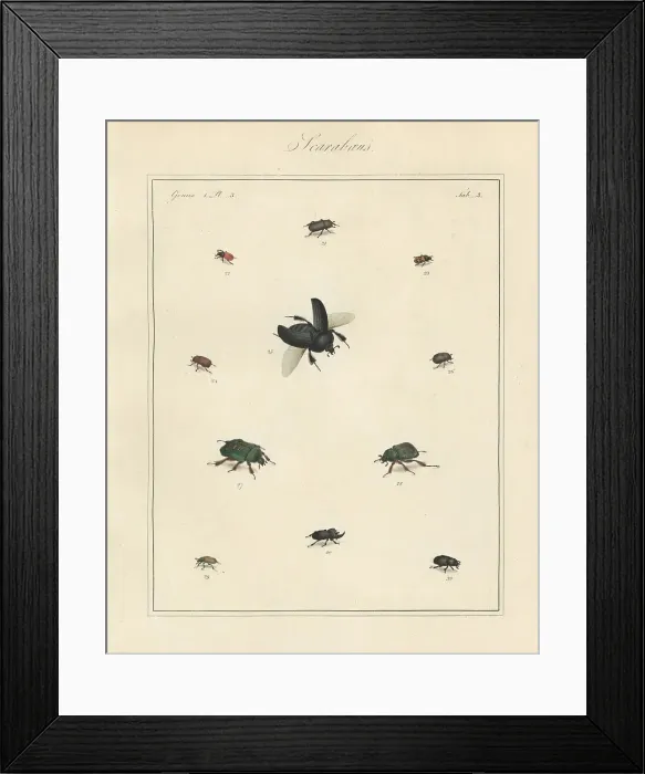 Framed Print : Rhinoceros beetle, dung beetle, brown chafer, etc Framed Print : Rhinoceros beetle, dung beetle, brown chafer, etc