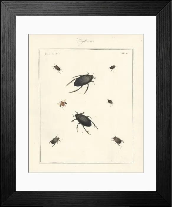 Framed Print : Varieties of water beetles