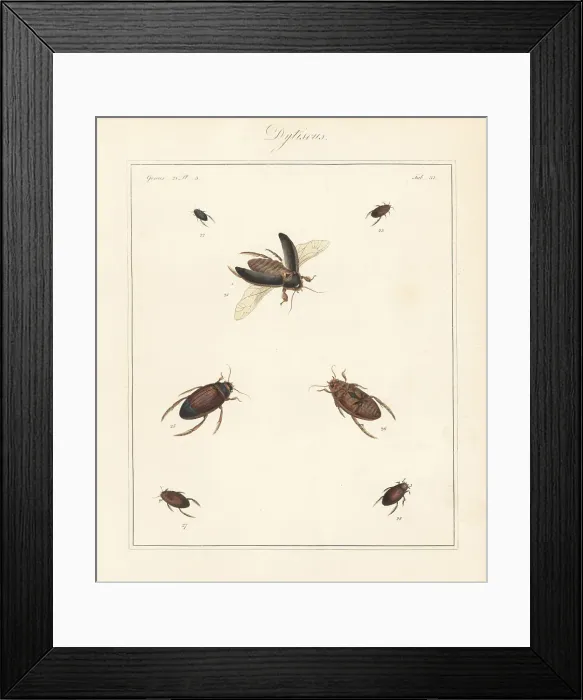 Framed Print : Great diving beetle, lesser silver water beetle, etc Framed Print : Great diving beetle, lesser silver water beetle, etc