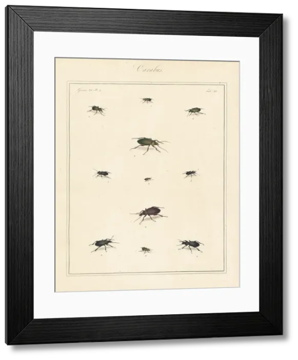 Framed Print : Ground beetles Framed Print : Ground beetles