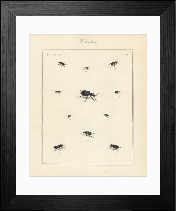 Framed Print : Black clock beetle, blue plunderer, violet ground beetle, etc Framed Print : Black clock beetle, blue plunderer, violet ground beetle, etc