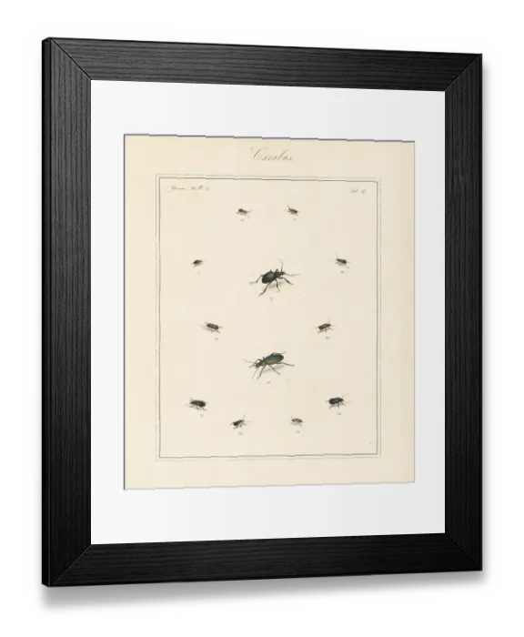 Framed Print : Dark harp ground beetle, granulate ground beetle, etc Framed Print : Dark harp ground beetle, granulate ground beetle, etc