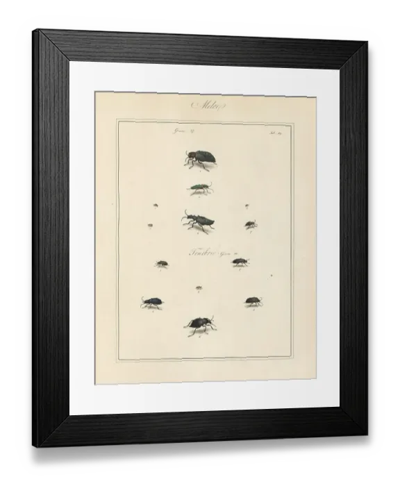 Framed Print : Lytta spanishfly, grain beetle, oil-beetle, etc Framed Print : Lytta spanishfly, grain beetle, oil-beetle, etc