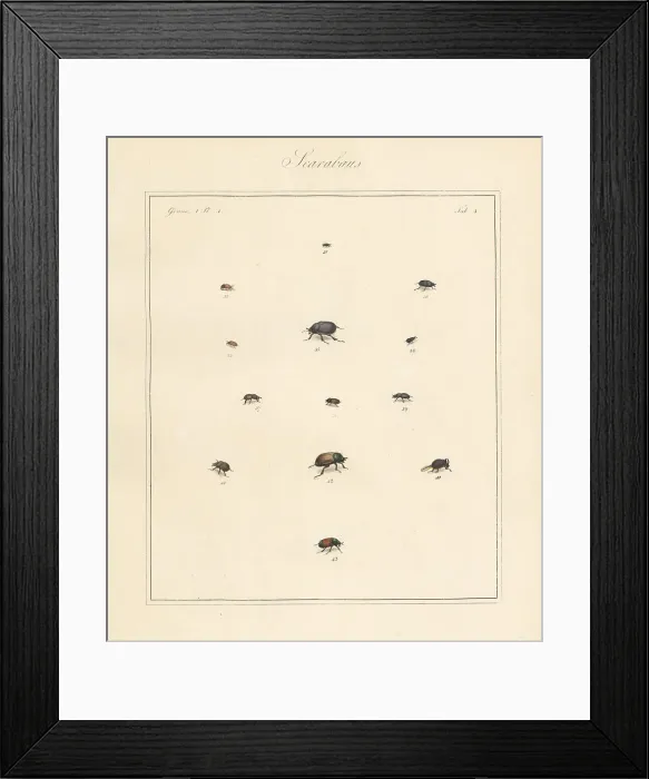 Framed Print : Small dung beetle, chafer, scarab beetles, etc Framed Print : Small dung beetle, chafer, scarab beetles, etc