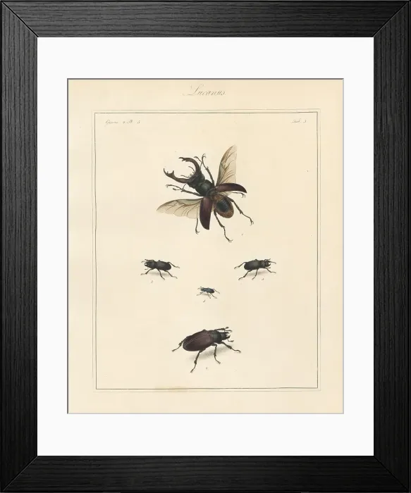 Framed Print : Greater stag beetle, lesser stag beetle, etc Framed Print : Greater stag beetle, lesser stag beetle, etc