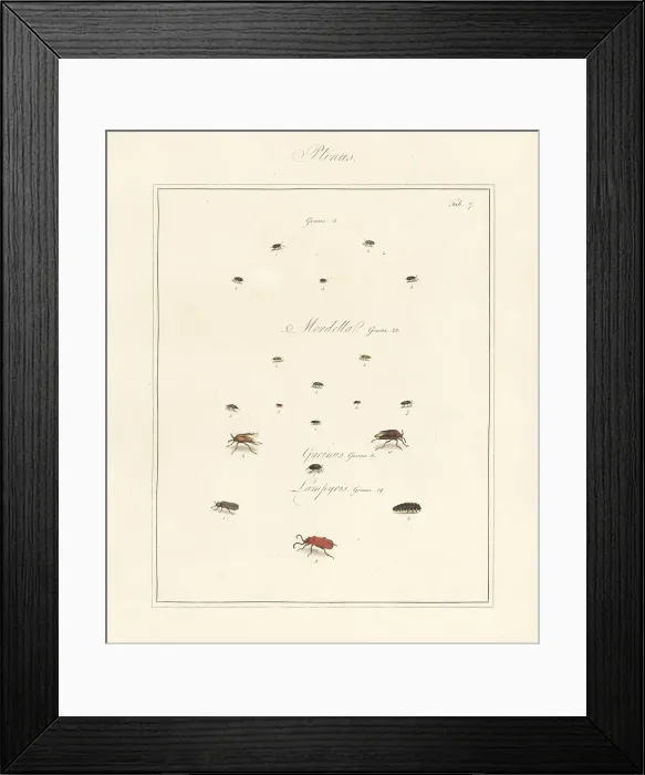 Framed Print : White-marked spider beetle, whirligig beetle, glow worm, etc Framed Print : White-marked spider beetle, whirligig beetle, glow worm, etc