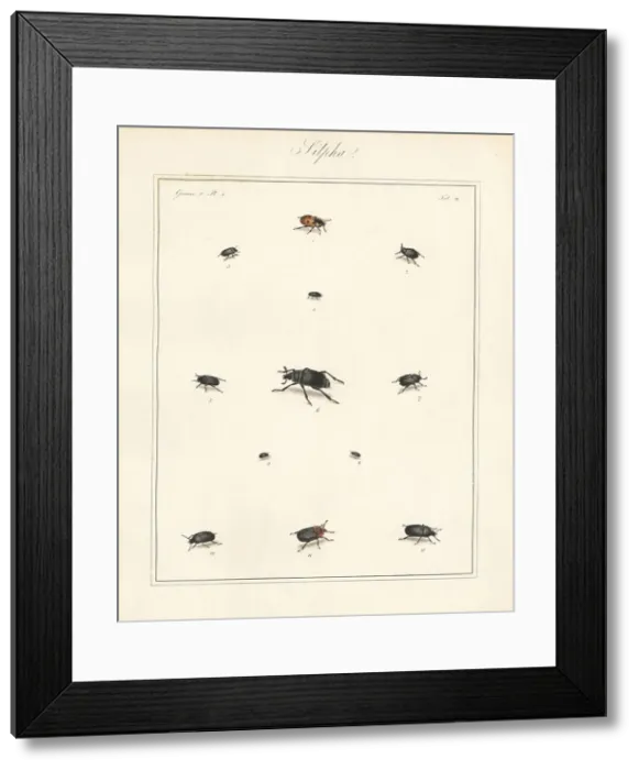 Framed Print : Carrion beetles, black snail beetle, etc Framed Print : Carrion beetles, black snail beetle, etc