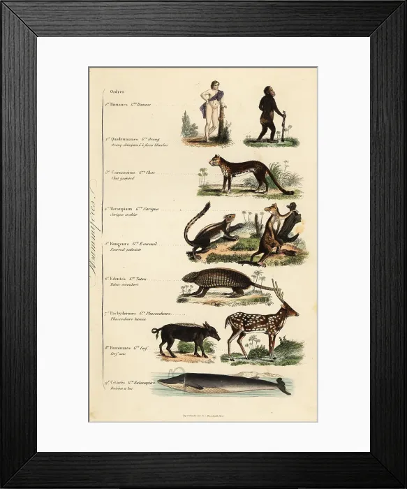 Framed Print : Orders of Mammals Framed Print : Orders of Mammals