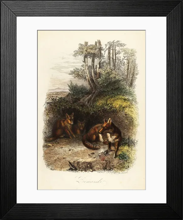 Framed Print : Family of red foxes, Vulpes vulpes, outside a den Framed Print : Family of red foxes, Vulpes vulpes, outside a den