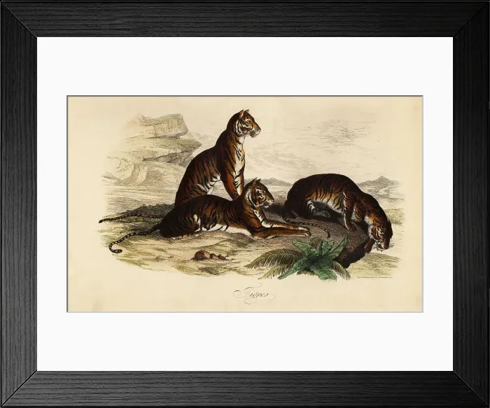 Framed Print : Tiger, Panthera tigris. Endangered. Tigres Framed Print : Tiger, Panthera tigris. Endangered. Tigres