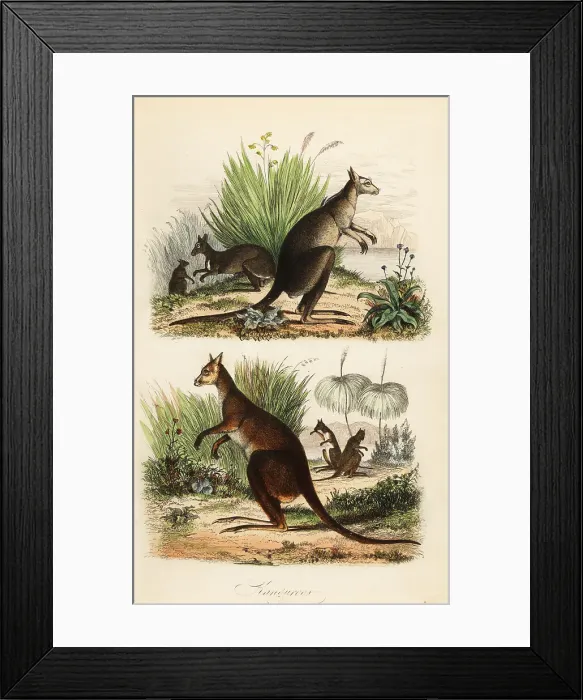 Framed Print : Red kangaroo, eastern grey kangaroo and dusky wallaby Framed Print : Red kangaroo, eastern grey kangaroo and dusky wallaby