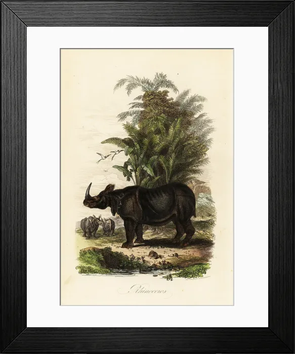 Framed Print : Indian rhinoceros, Rhinoceros unicornis, vulnerable Framed Print : Indian rhinoceros, Rhinoceros unicornis, vulnerable