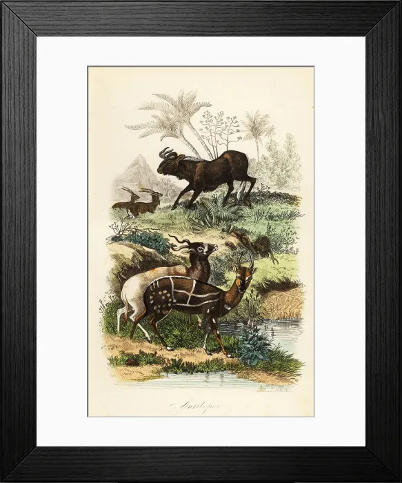 Framed Print : Black wildebeest, addax and harnessed bushbuck Framed Print : Black wildebeest, addax and harnessed bushbuck