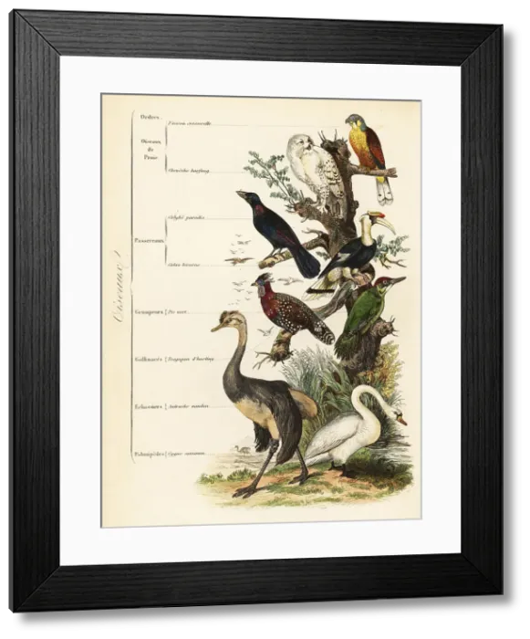 Framed Print : Orders of Birds