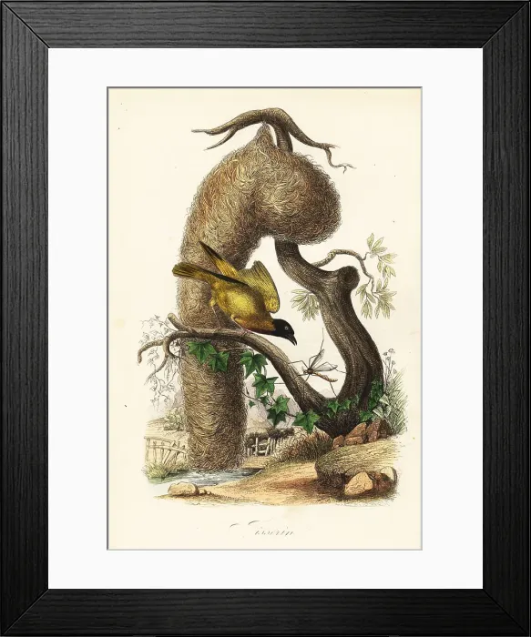 Framed Print : Village weaver, Ploceus cucullatus, with nest of woven grass Framed Print : Village weaver, Ploceus cucullatus, with nest of woven grass