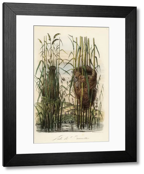 Framed Print : Nests of the streaked fantail warbler and reed warbler Framed Print : Nests of the streaked fantail warbler and reed warbler