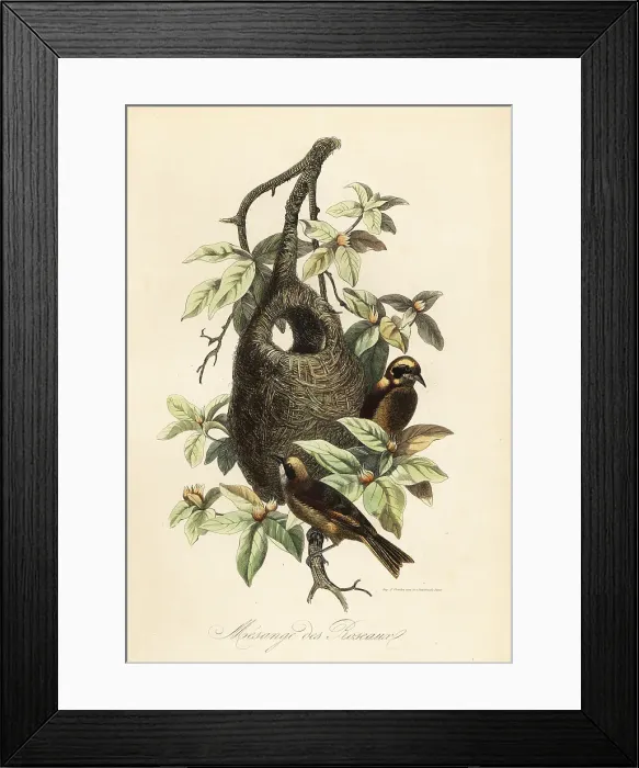Framed Print : Penduline tit, Remiz pendulinus, and bag nest Framed Print : Penduline tit, Remiz pendulinus, and bag nest