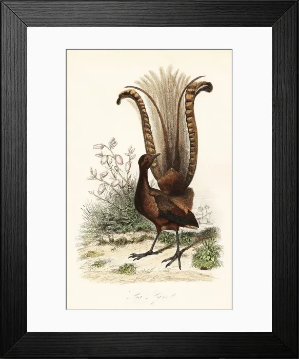 Framed Print : Superb lyrebird, Menura novaehollandiae Framed Print : Superb lyrebird, Menura novaehollandiae