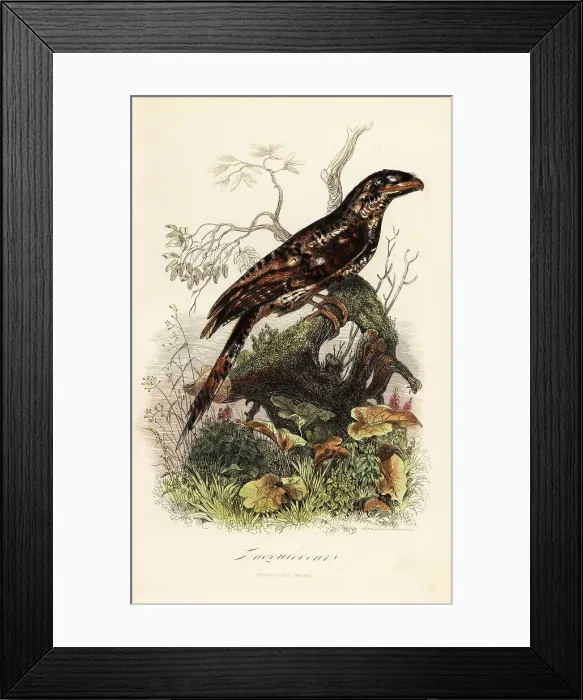 Framed Print : Papuan frogmouth, Podargus papuensis Framed Print : Papuan frogmouth, Podargus papuensis