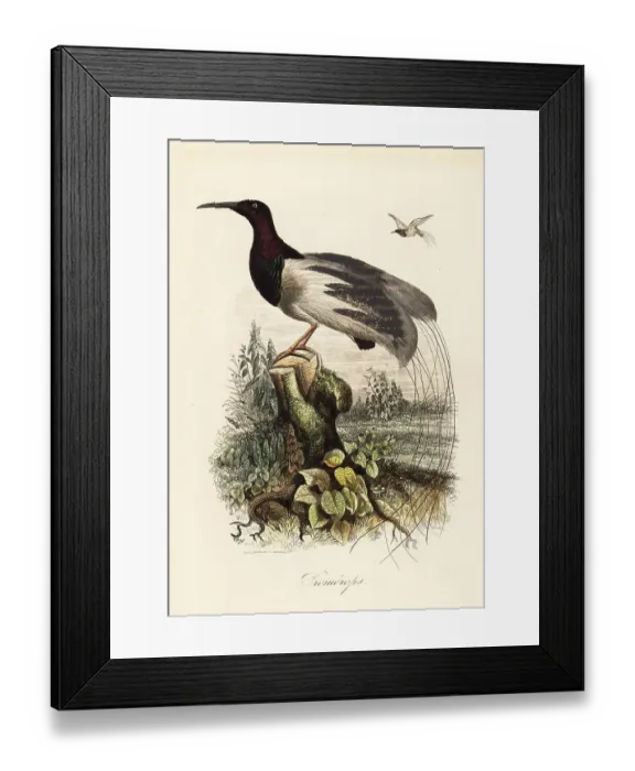Framed Print : Twelve-wired bird-of-paradise, Seleucidis melanoleucus Framed Print : Twelve-wired bird-of-paradise, Seleucidis melanoleucus