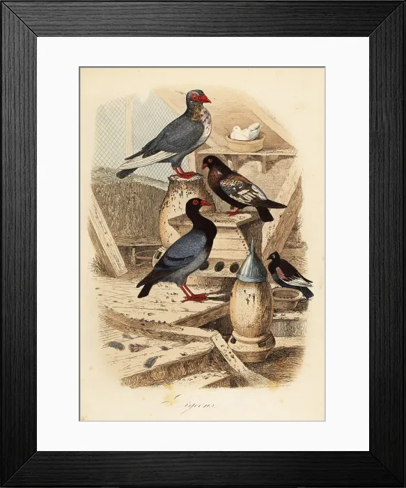 Framed Print : Pigeon breeds, Columba livia, in a dove cot Framed Print : Pigeon breeds, Columba livia, in a dove cot