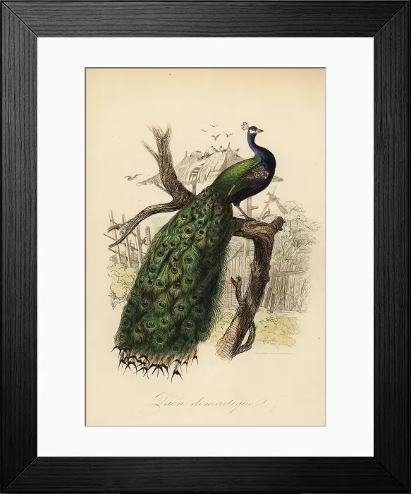 Framed Print : Indian peafowl, Pavo cristatus Framed Print : Indian peafowl, Pavo cristatus
