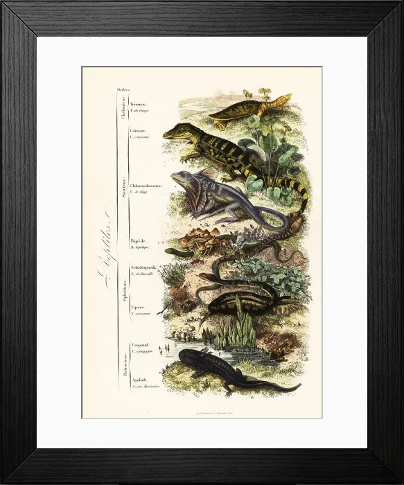 Framed Print : Orders of reptiles Framed Print : Orders of reptiles