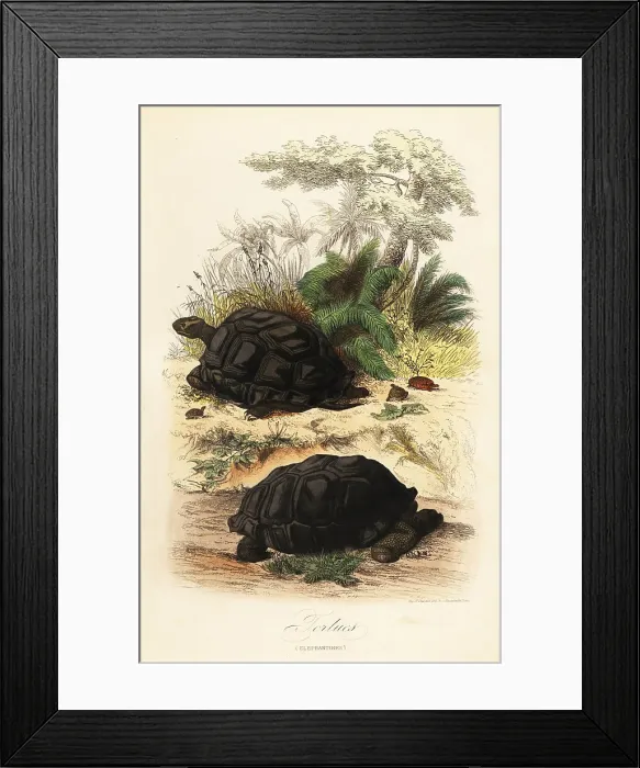 Framed Print : Aldabra giant tortoise, Aldabrachelys gigantea, vulnerable Framed Print : Aldabra giant tortoise, Aldabrachelys gigantea, vulnerable