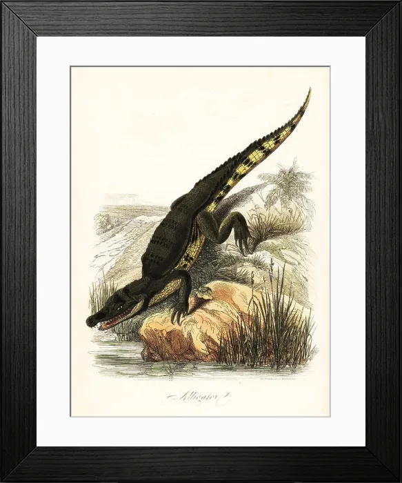 Framed Print : Spectacled caiman, Caiman crocodilus Framed Print : Spectacled caiman, Caiman crocodilus