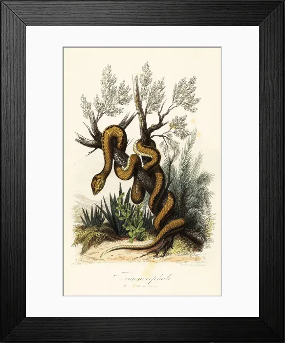 Framed Print : Martinique pit viper, Bothrops lanceolatus Framed Print : Martinique pit viper, Bothrops lanceolatus