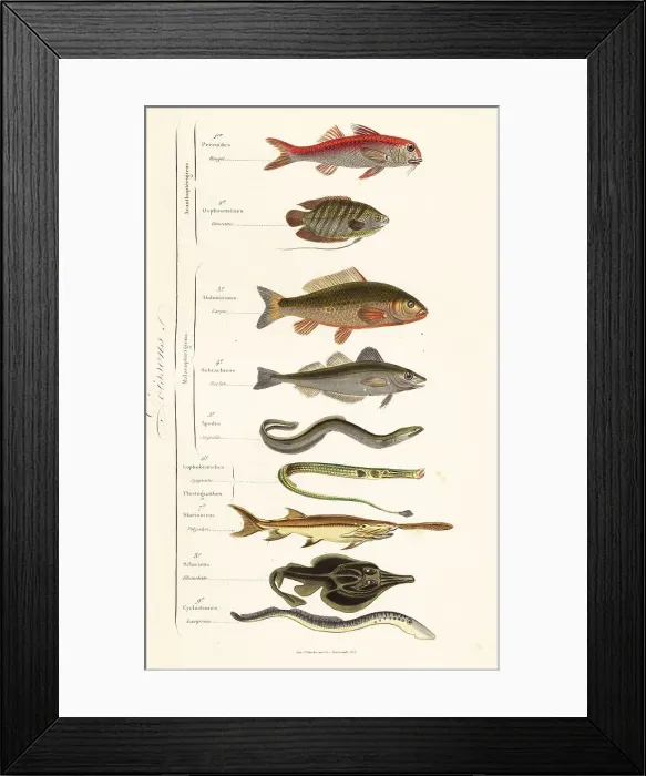 Framed Print : Orders of fish Framed Print : Orders of fish