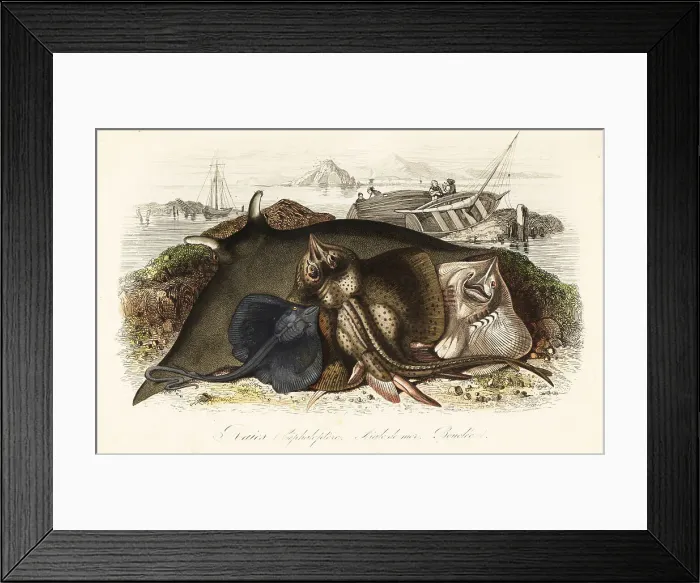 Framed Print : Giant oceanic manta ray, common eagle ray, and thornback ray Framed Print : Giant oceanic manta ray, common eagle ray, and thornback ray