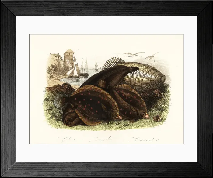 Framed Print : Dover sole, European plaice and common dab Framed Print : Dover sole, European plaice and common dab