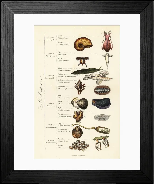 Framed Print : Orders of Molluscs Framed Print : Orders of Molluscs