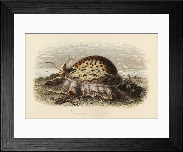 Framed Print : Tiger cowrie, Cypraea tigris Framed Print : Tiger cowrie, Cypraea tigris
