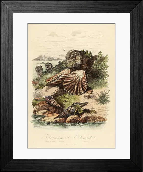 Framed Print : Babylon turrid, Raphitoma echinata and kitten's paws clams Framed Print : Babylon turrid, Raphitoma echinata and kitten's paws clams